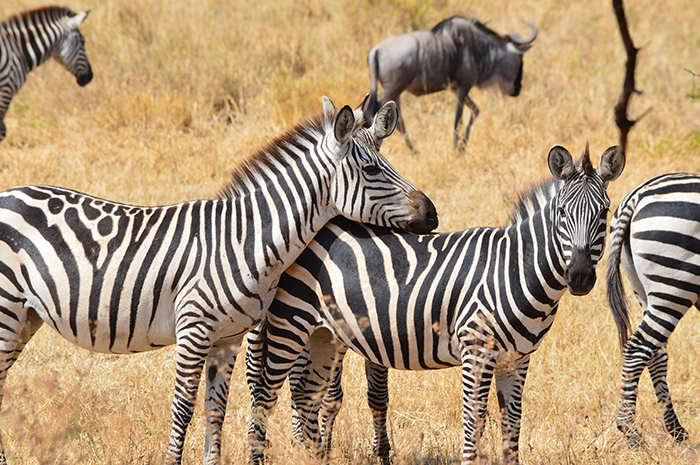 zebres safari walkannick